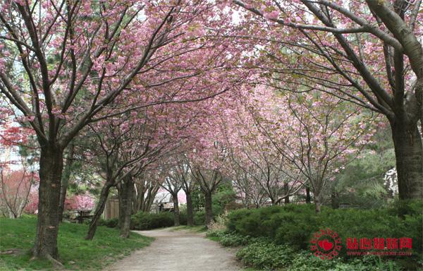 都市里的桃花源、幸福门——刈谷公园（Kariya Park）赏樱