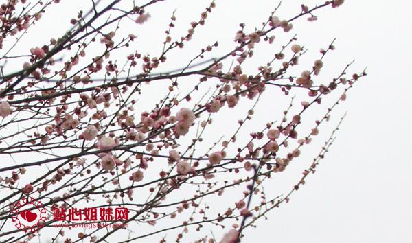 江南行（一）：“早梅发高树”