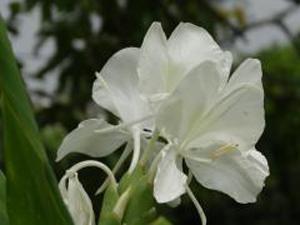 世界上的花（二）：野薑花