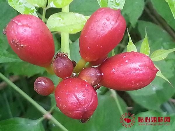 一个鲜花点缀的午后
