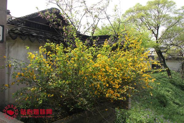 江南行（八）：江南春