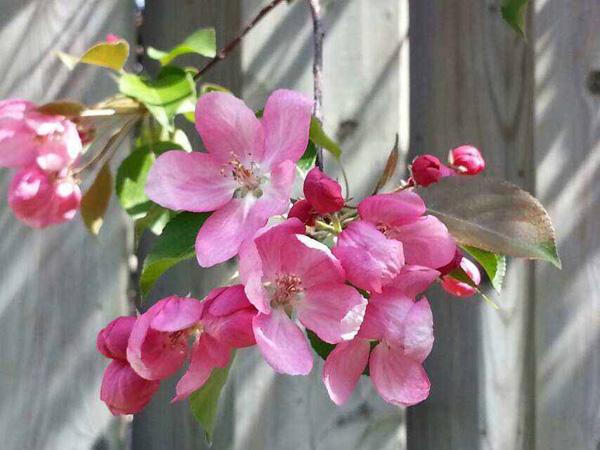 棉袄贴心暖 花开四季春（五） “梦里韶光心头影，年年赋得海棠发”