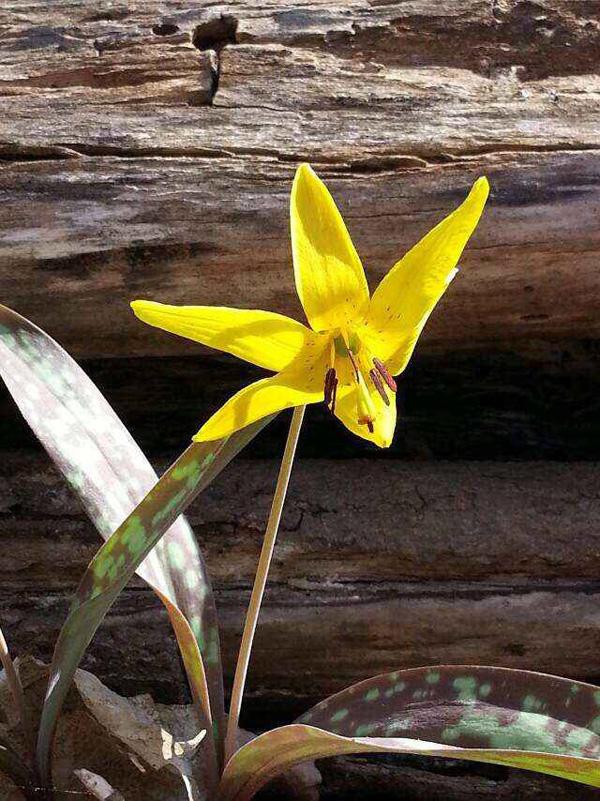 棉袄贴心暖 花开四季春（七）Yellow Trout Lily/迷彩卷丹小百合