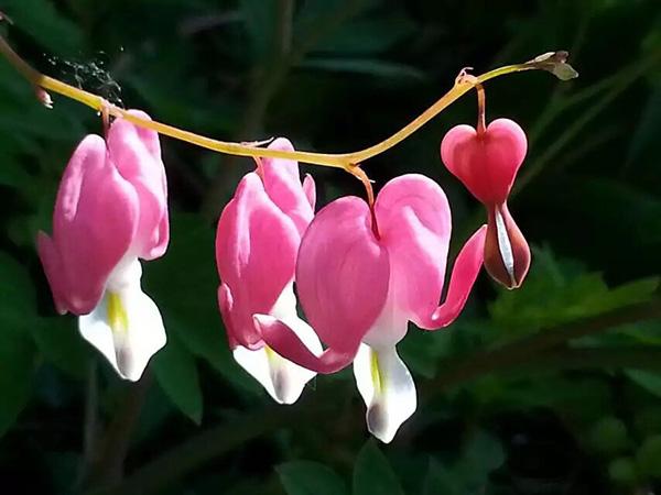 棉袄贴心暖 花开四季春（十）荷包牡丹／Bleeding Heart