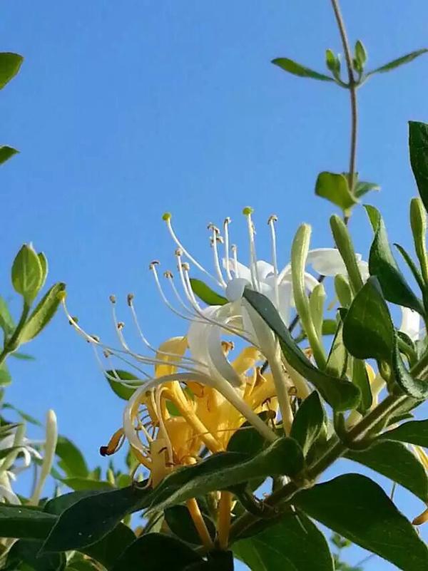 棉袄贴心暖 花开四季春（十四）“蝴蝶玉成双， 醉舞金银香”——金银花（Honeysuckle）