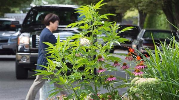 加拿大走向大麻合法化，不妨先借鉴一下美国经验