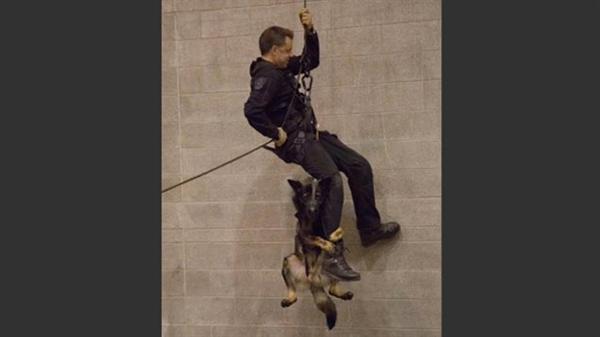 恐高的警犬：第一次参加速降训练的温哥华警犬吓得“花容失色”