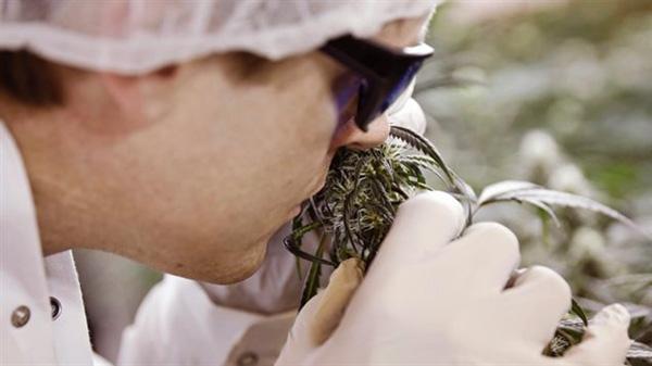 特鲁多：大麻合法化不是为增加税收