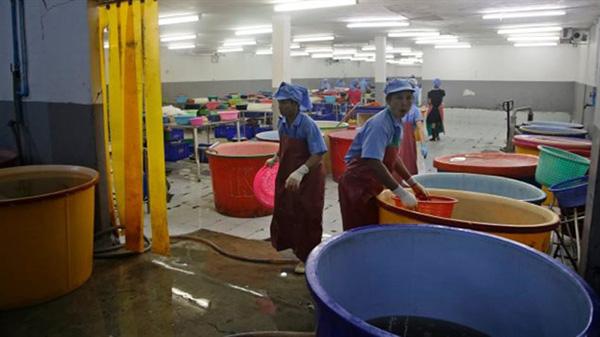 海鲜市场充斥奴隶劳工生产的剥皮虾
