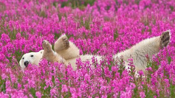 加拿大花丛北极熊是2015年最佳摄影照片之一