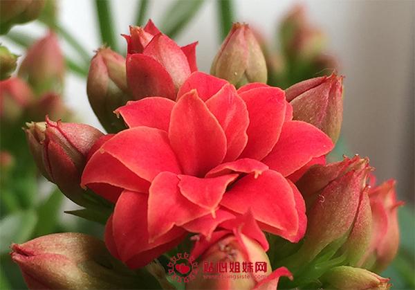 春节·春意盎然