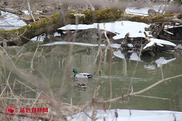 于人村自然笔记：悠游春水