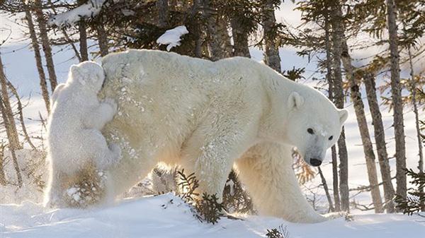 加拿大马尼托巴省：北极熊与人的“相遇”大增