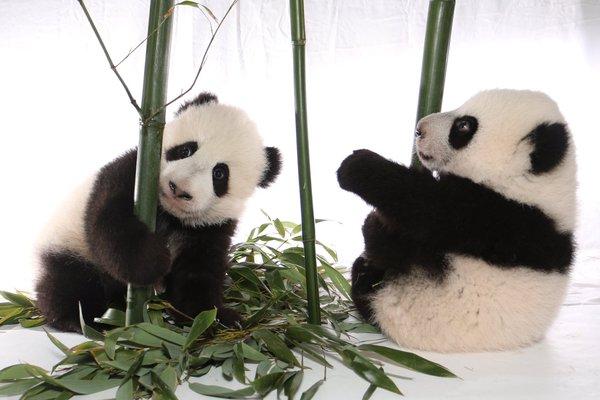 双胞胎熊猫宝宝取名“加盼盼”“加悦悦” 总理省长市长大使出席命名仪式