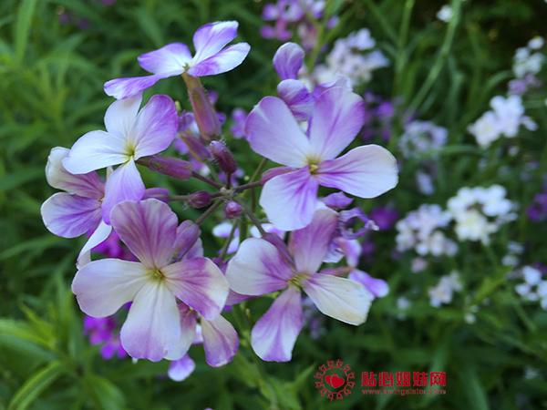 吉娜的爱情——在英国脱欧后重温一个发生在捷克加入欧盟前的爱情故事
