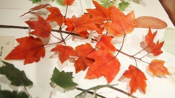 Glass Flowers: The Ware Collection of Blaschka Glass Models of Plants