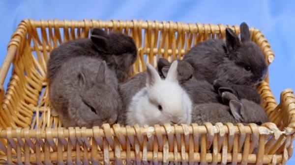复活节过，加拿大“兔子救援”组织准备接收遭遗弃小兔子