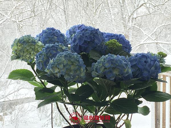 四月雪霏