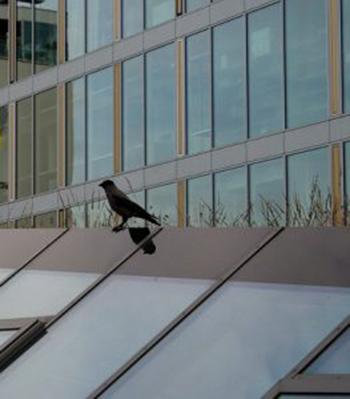 4月5月候鸟归 您可成为护鸟天使