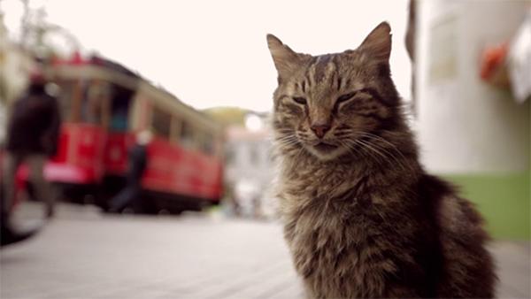 “猫眼中的伊斯坦布尔”——多伦多国际纪录片电影节展映纪录片“Kedi