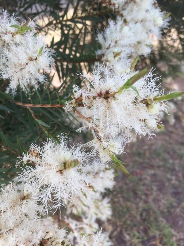 Snow in summer: when this tree begins to bloom, count down the days to Christmas