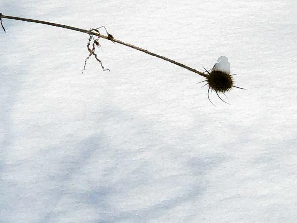 第三只眼睛（The Third Eye）（8）静谧花园