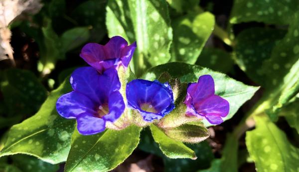 第三只眼睛（The Third Eye）（46）肺草 (Pulmonaria)